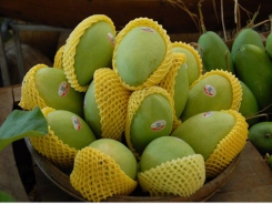 First Vietnamese mango exported to the US