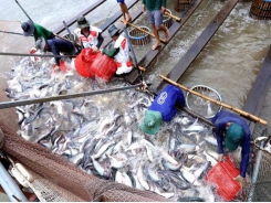 US raises anti-dumping tariffs on Vietnamese tra fish