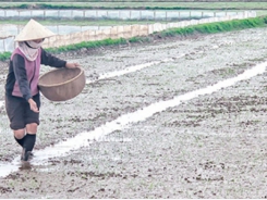 Kỹ thuật gieo thẳng vụ xuân