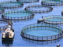 Aquaculture genetics consortium set to tackle industry challenges