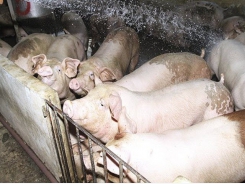 Pork price forecast to drop sharply