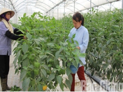 60 models of hi-tech farming built in Bac Giang