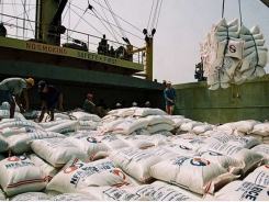 Making efforts to boost rice exports