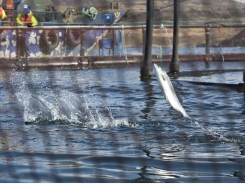 Report calls for changes to Scottish salmon sector