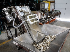 Laser-guided oyster processing system launched