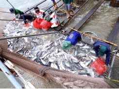Tra fish industry needs to improve product quality
