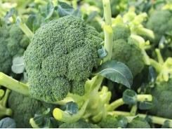 Chickens should eat their greens: broccoli may improve egg yolk color