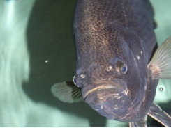 High hopes to diversify US marine finfish aquaculture