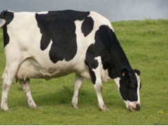 Supercomputers help target bovine TB
