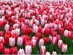 Kỹ thuật trồng hoa Tulip