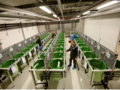Is Norway set for a cod farming renaissance?