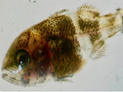 Hyperthermia can boost innate immune system in juvenile fish - Part 2