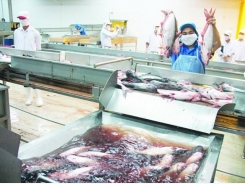 Which 'key' helps sustainable catfish exports?