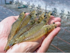 Shrimp given plasma can grow almost 10% bigger, study finds