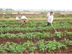 Một số lưu ý trong nhân giống khoai tây siêu nguyên chủng bằng phương pháp ngắt ngọn