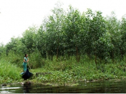 Ca Mau to plant more acacia trees as profits rise