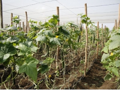 Agricultural cooperatives urged to adapt to market mechanism, climate change