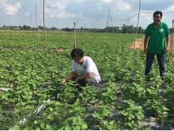 Trồng cây tía tô xuất khẩu sang Hàn Quốc- mô hình mới, tiềm năng