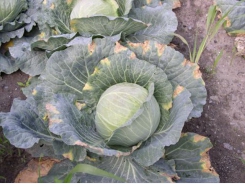 Cabbage disease black rot