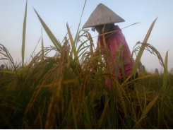 Asia Rice: Vietnam rates gain on fears Mekong water woes may hurt crops