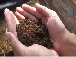 Xử lý chất thải chăn nuôi bằng ủ nhiệt sinh học compost