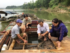 Phòng bệnh cho cá nuôi mùa nắng nóng và thời điểm giao mùa