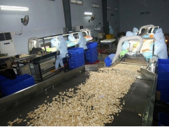 Cashew processors face difficulties with raw material imports