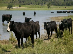 Webinar to explore heritability of cattle water intake