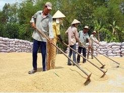 Rice drags Q1 agro-forestry-fishery exports down
