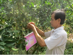 Đồng Tháp surges ahead with GAP quality for fruits, innovative selling methods