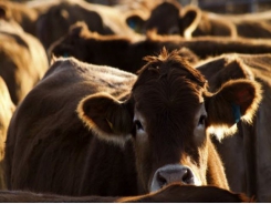 Cattle placements higher than anticipated