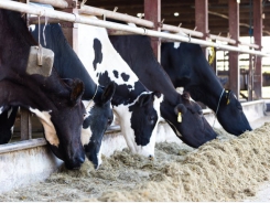 Adding fat to pregnant cow diets may boost yield, performance
