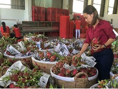 Export of fruits faces several technical barriers