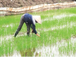 Kỹ thuật xử lý rơm rạ sau thu hoạch để hạn chế ngộ độc hữu cơ cho lúa mùa