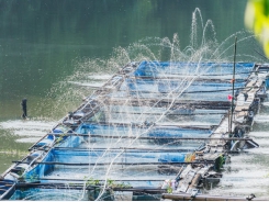 Egypt Skretting looks to maximize tilapia farm productivity