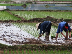 Ground broken for first farmer support center in Mekong Delta