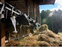 Cornell model helps reduce nitrogen losses from dairy farms