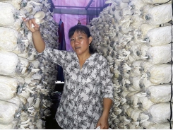 Mô hình trồng nấm cho thu nhập cao