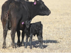 Tough winter leads to challenging spring for cattle