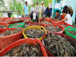 Shrimp industry sets up a target of 4.2 billion USD