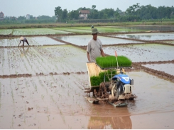 Xuống đồng chống rét cho mạ Xuân