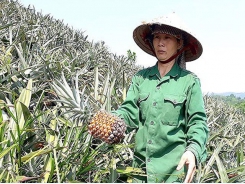 Low prices cause farmers to dump pineapples