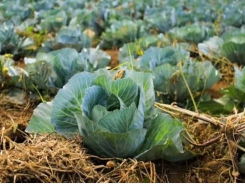 Start fertilising your cabbage before planting