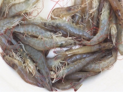 Production of Pacific white shrimp in sandy soils in Indonesia
