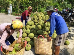 Sầu riêng bón phân hữu cơ cho năng suất cao, ít sâu bệnh