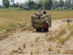 Mekong Delta rice farmers earn high income from rice straw