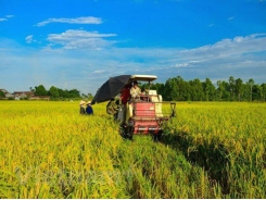 Vietnam customs denies interference with rice export registration