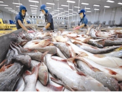 Tra fish exports to US, China rise in March