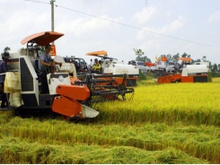 Hau Giang farmers enjoy bumper crop of rice