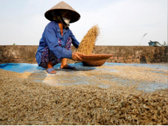 Vietnam suspends rice exports to ensure food security